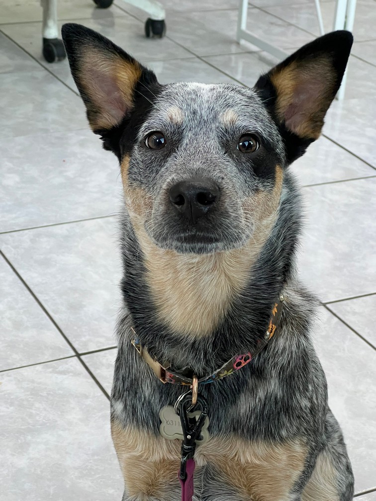 Pet Profile Image
