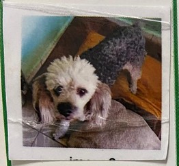 Pet Profile Image