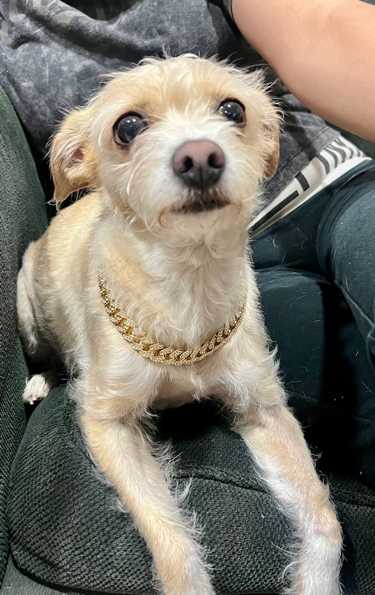 Pet Profile Image