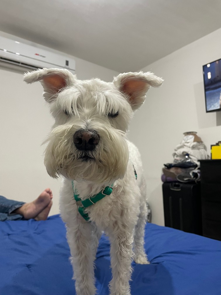 Pet Profile Image