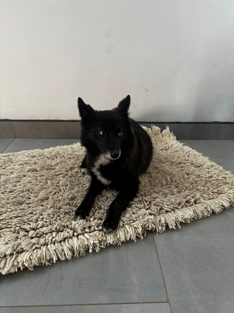 Pet Profile Image