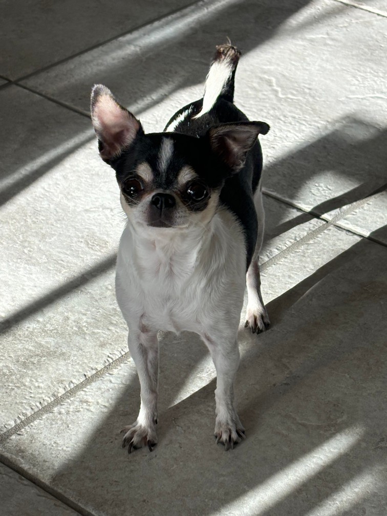 Pet Profile Image