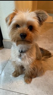Pet Profile Image
