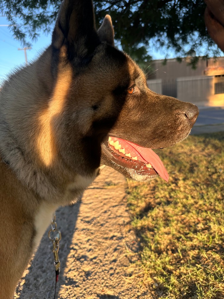 Pet Profile Image