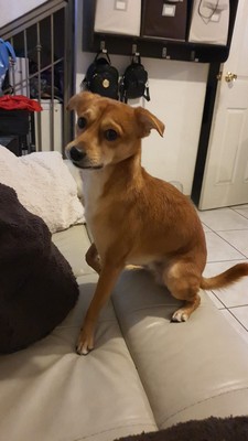 Pet Profile Image