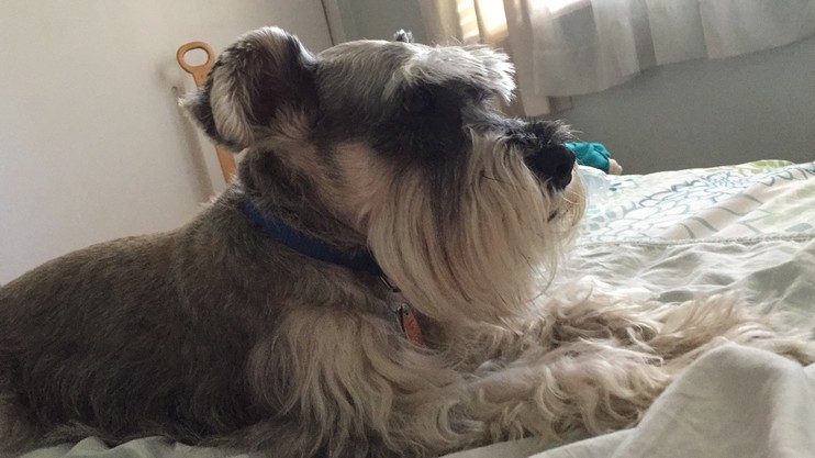 Pet Profile Image