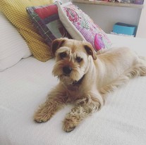 Pet Profile Image