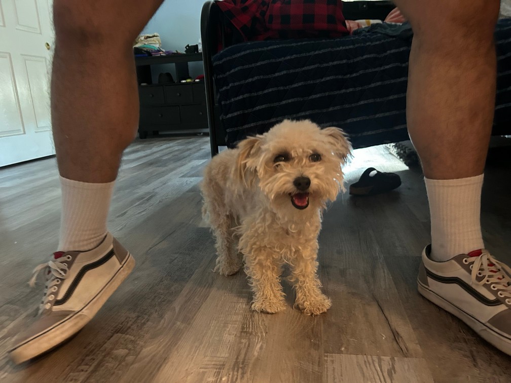 Pet Profile Image