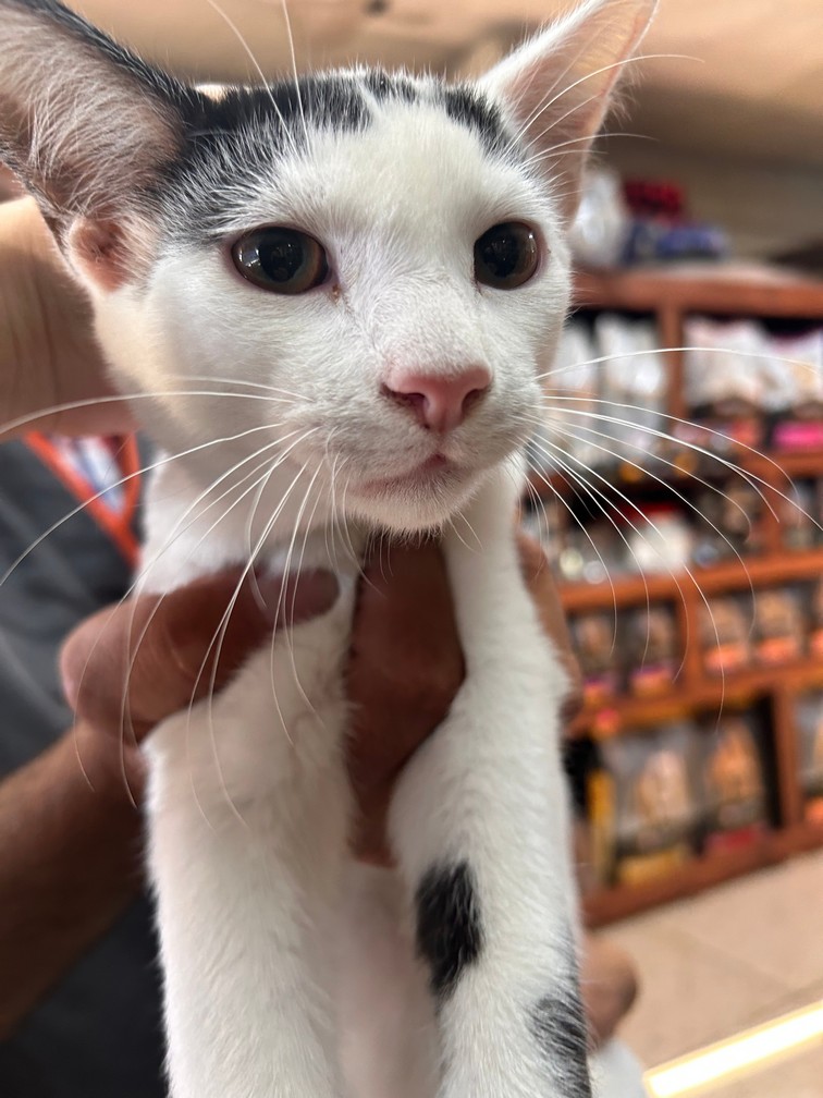 Pet Profile Image