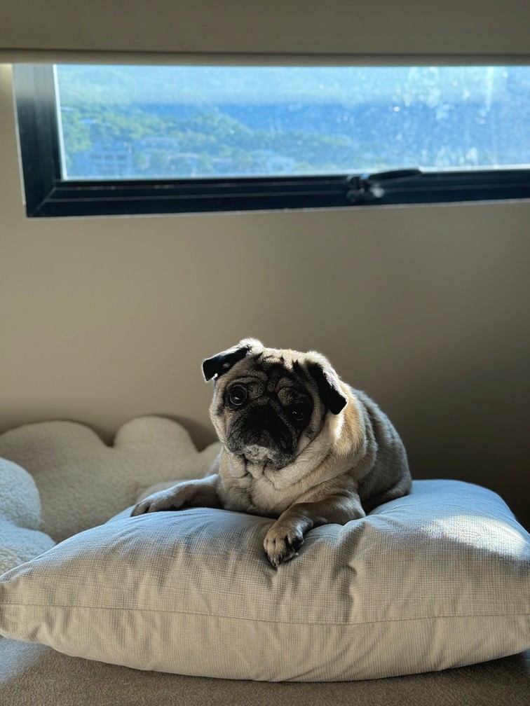 Pet Profile Image