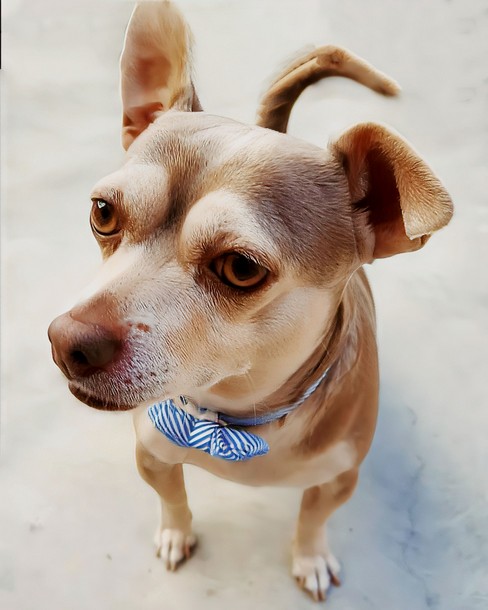 Pet Profile Image