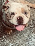 Pet Profile Image