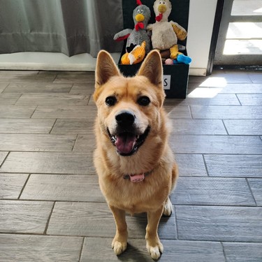 Pet Profile Image