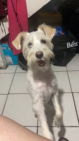 Pet Profile Image
