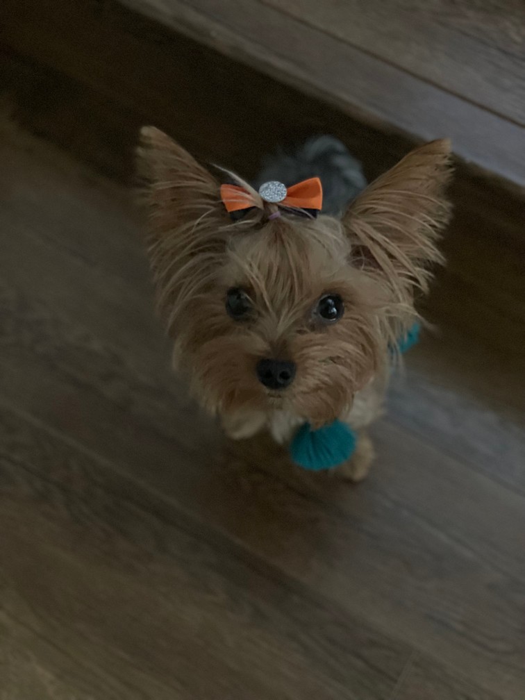 Pet Profile Image