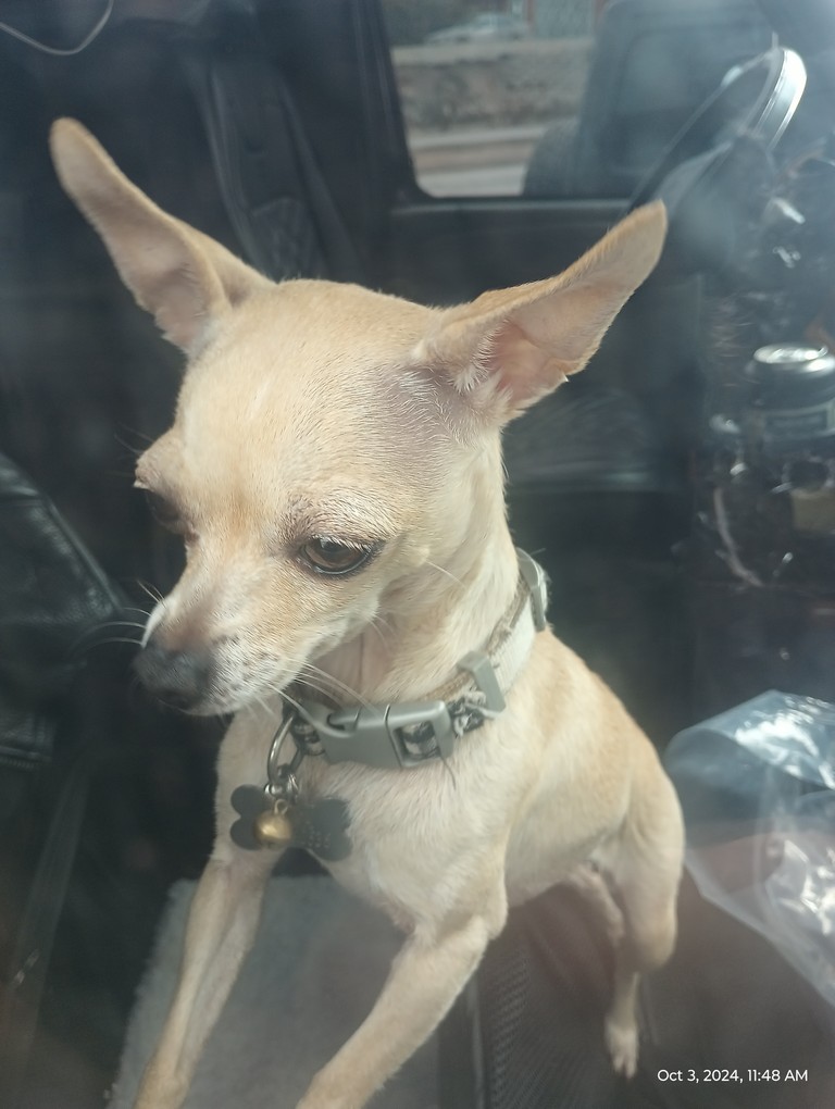 Pet Profile Image