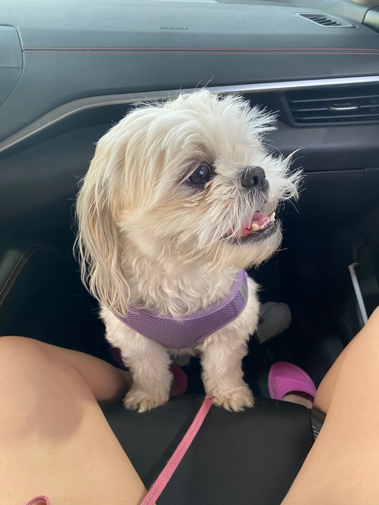 Pet Profile Image