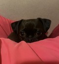 Pet Profile Image