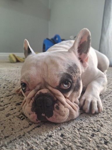 Pet Profile Image