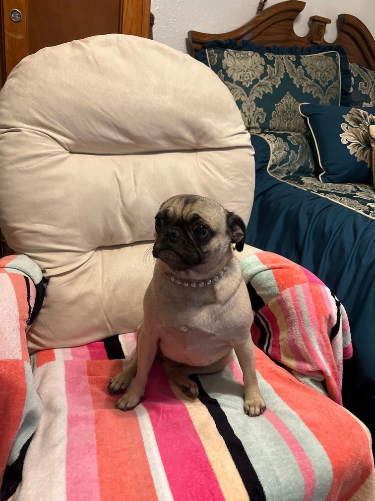 Pet Profile Image