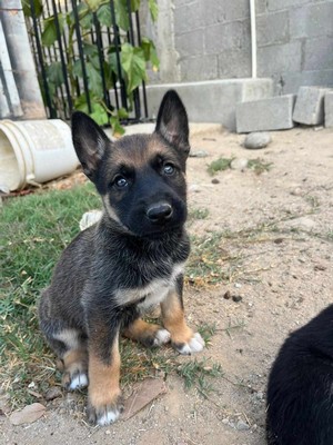 Pet Profile Image