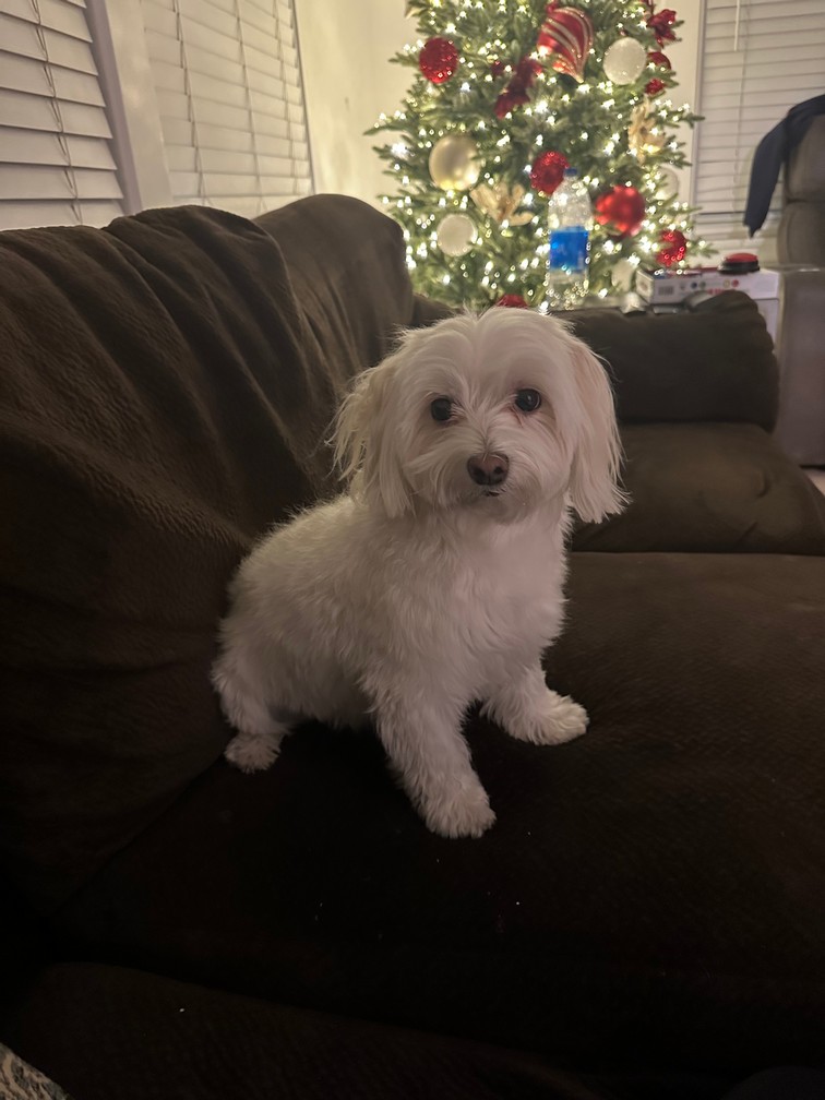 Pet Profile Image