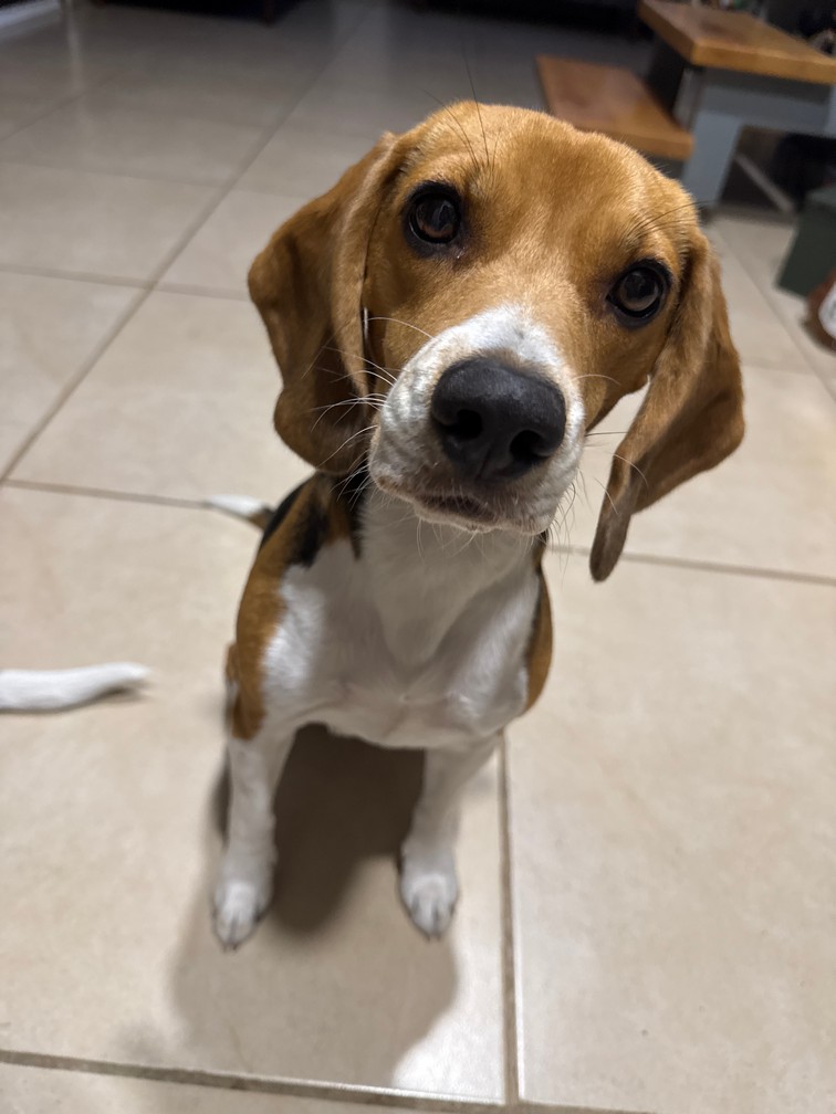 Pet Profile Image