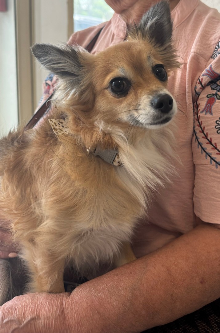 Pet Profile Image