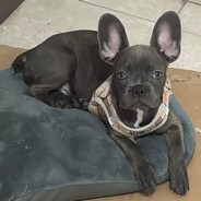 Pet Profile Image