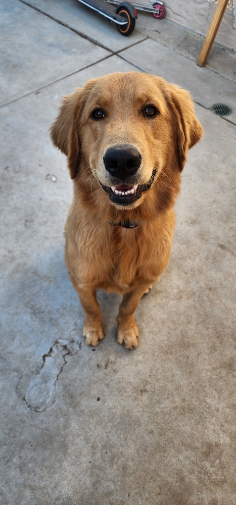 Pet Profile Image