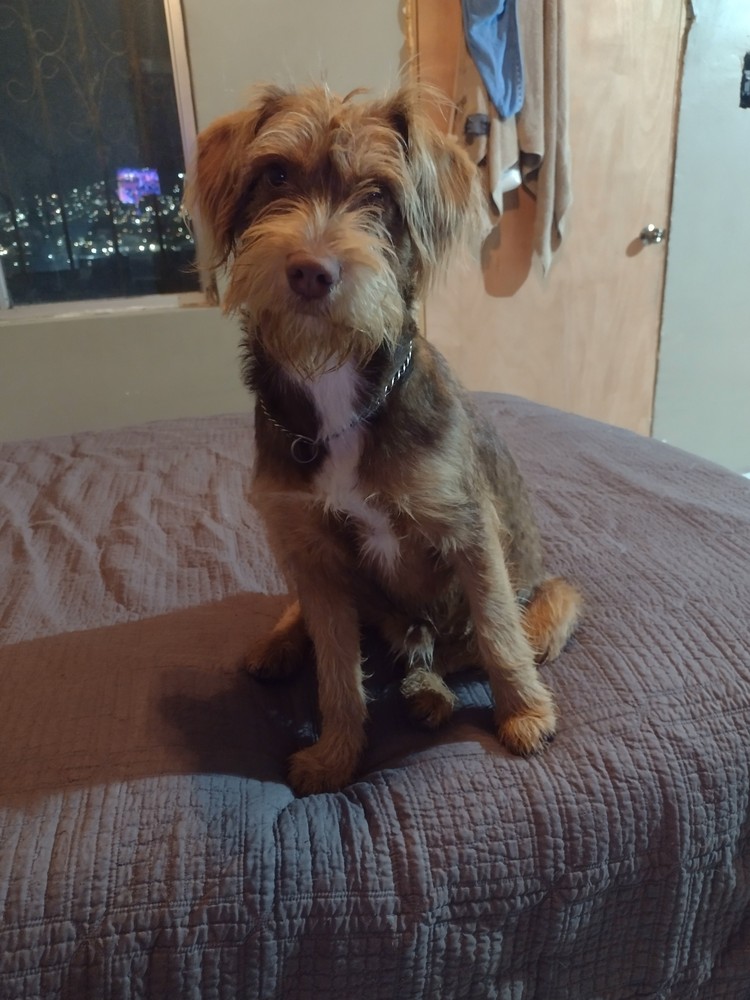 Pet Profile Image