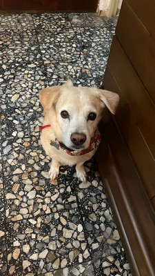 Pet Profile Image