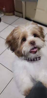 Pet Profile Image