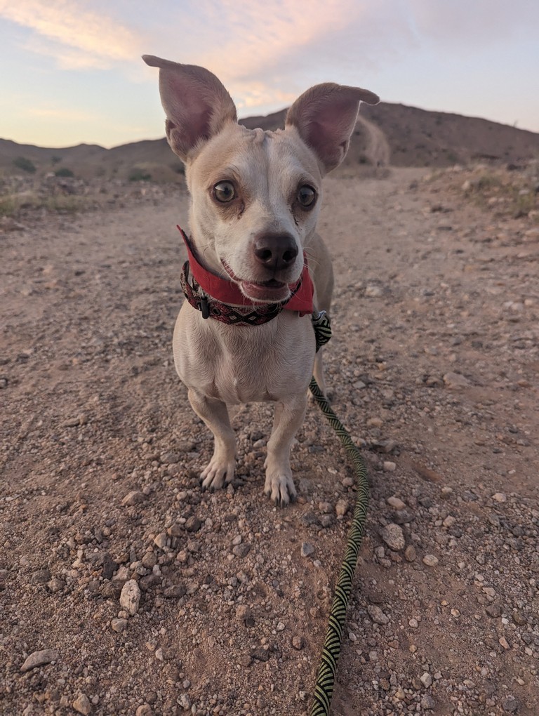 Pet Profile Image