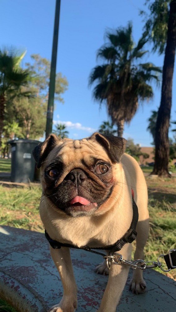 Pet Profile Image