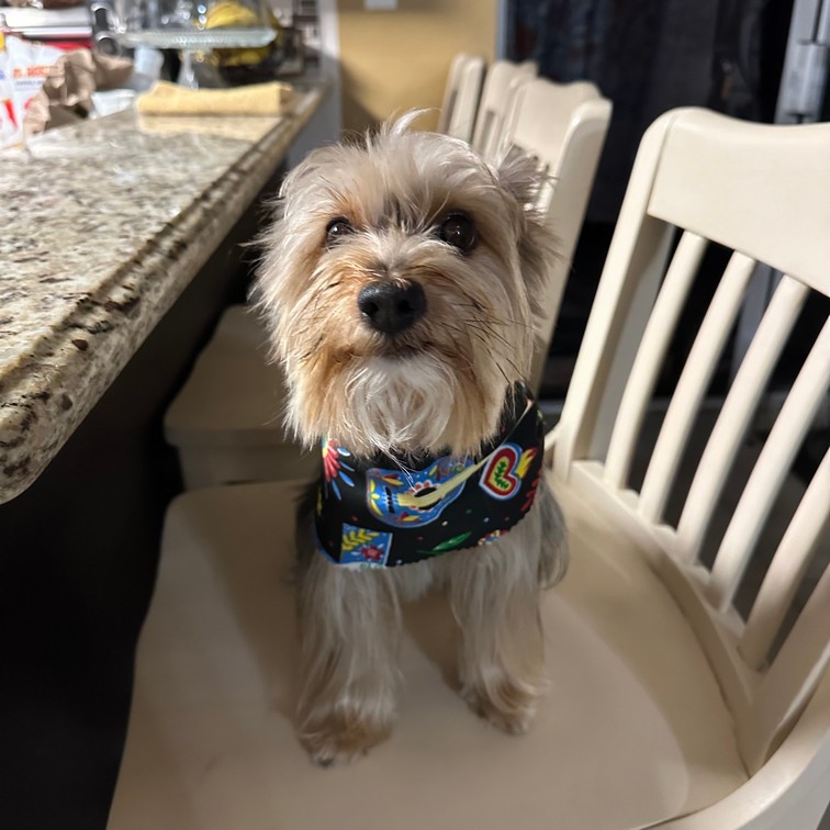 Pet Profile Image