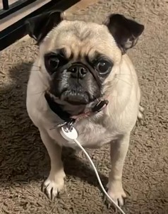 Pet Profile Image