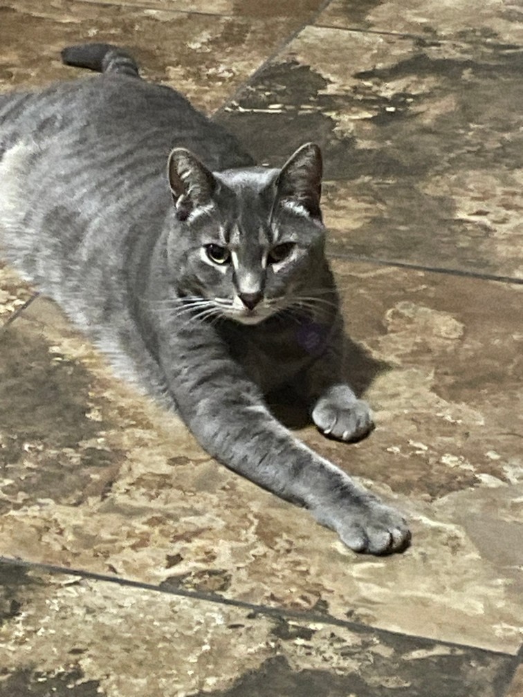 Pet Profile Image