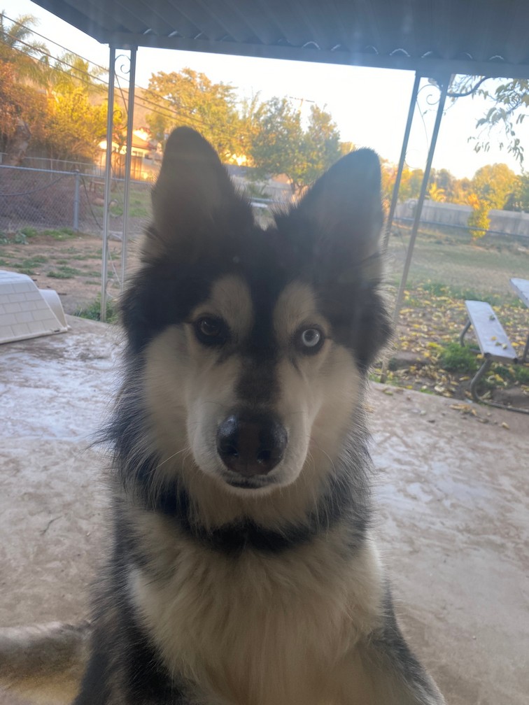 Pet Profile Image