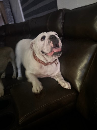 Pet Profile Image