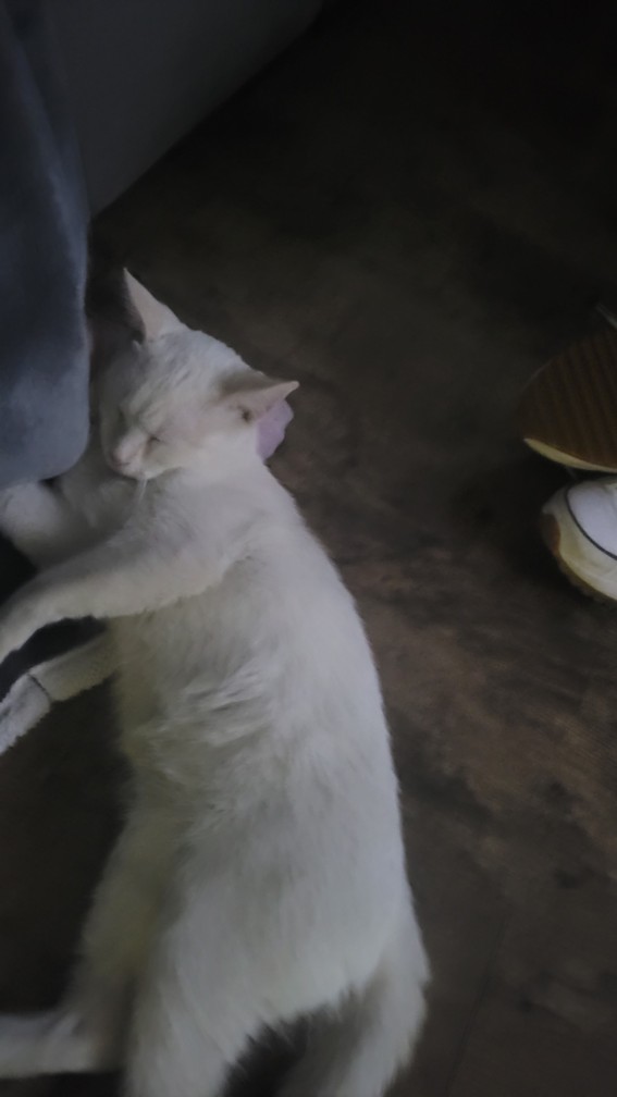 Pet Profile Image