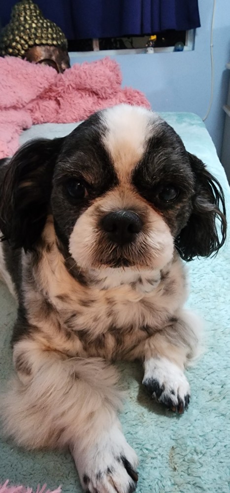 Pet Profile Image