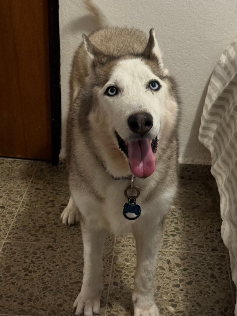 Pet Profile Image