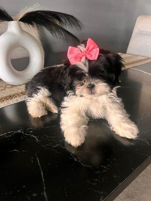Pet Profile Image