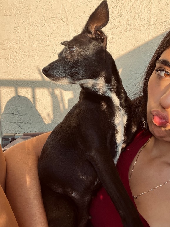 Pet Profile Image