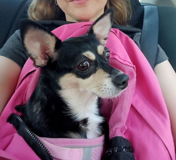Pet Profile Image