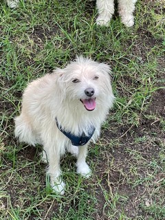 Pet Profile Image