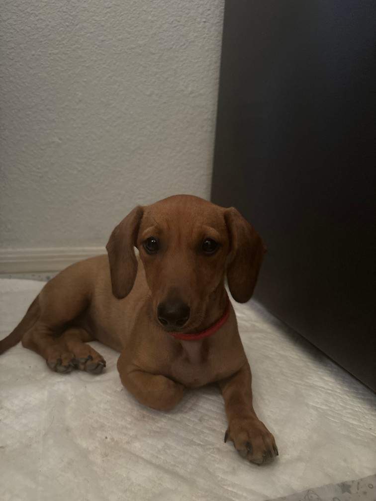 Pet Profile Image