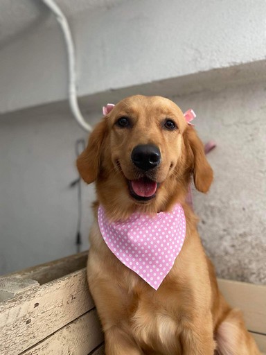 Pet Profile Image