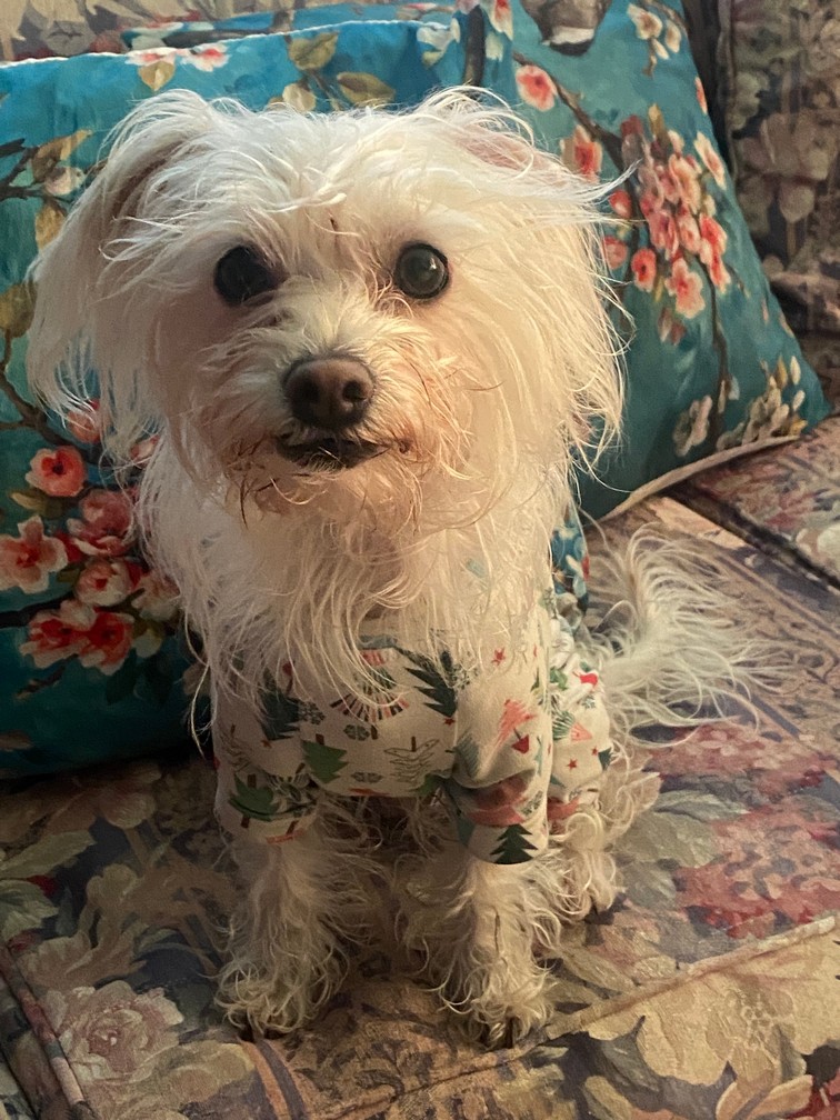Pet Profile Image